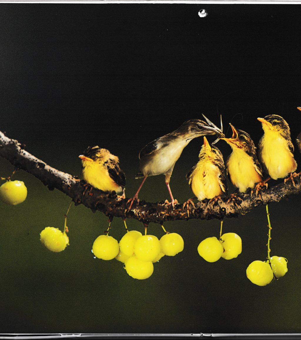 A Happy Bird Is Yellow(?)