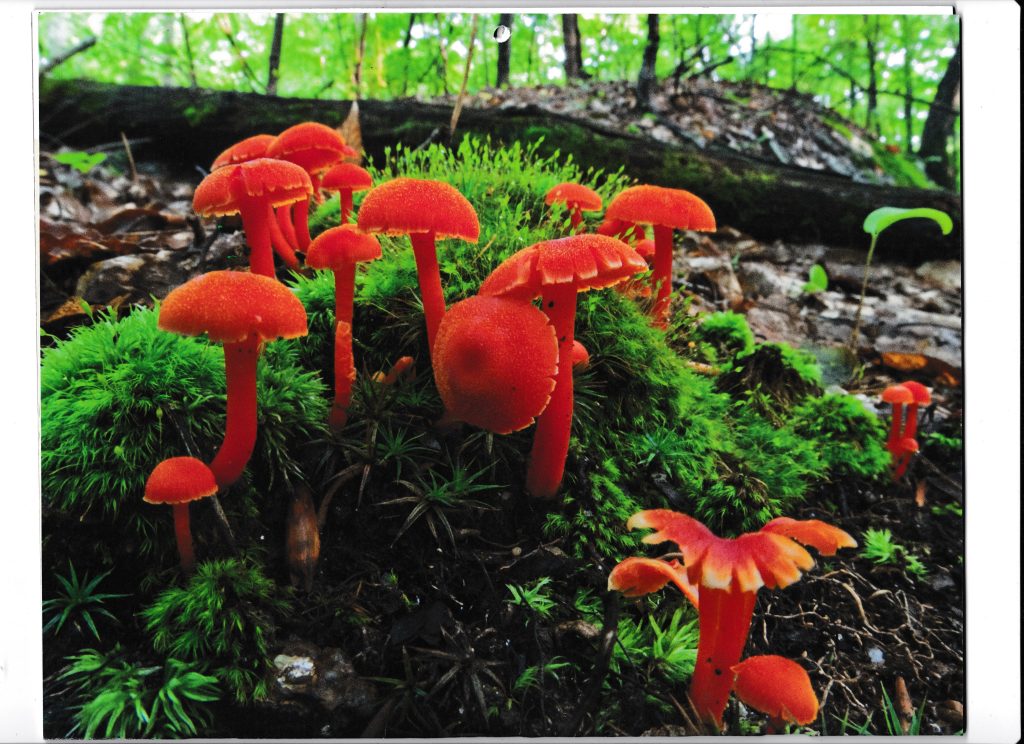 Do You Like The Look of Shrooms?